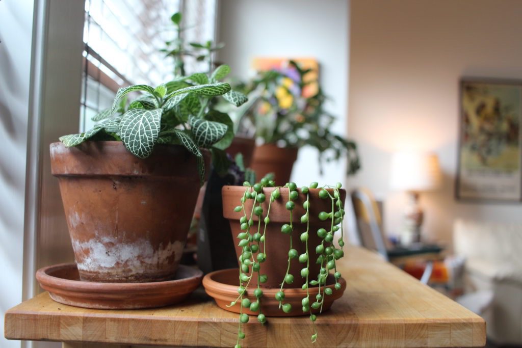 senecio