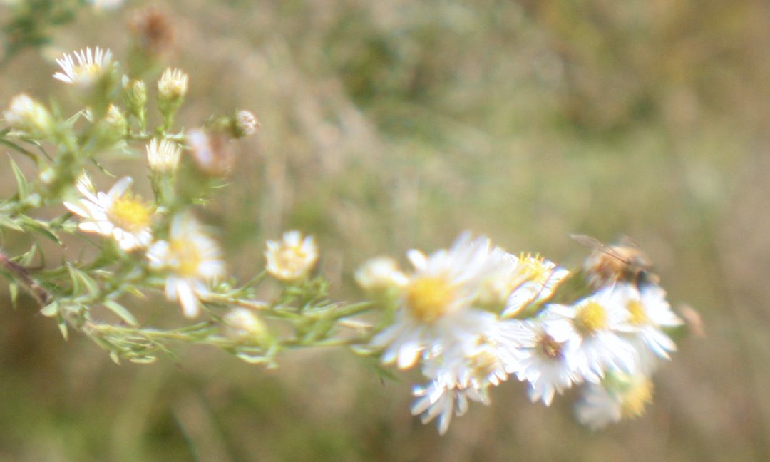 White asters in a late-summer meadow