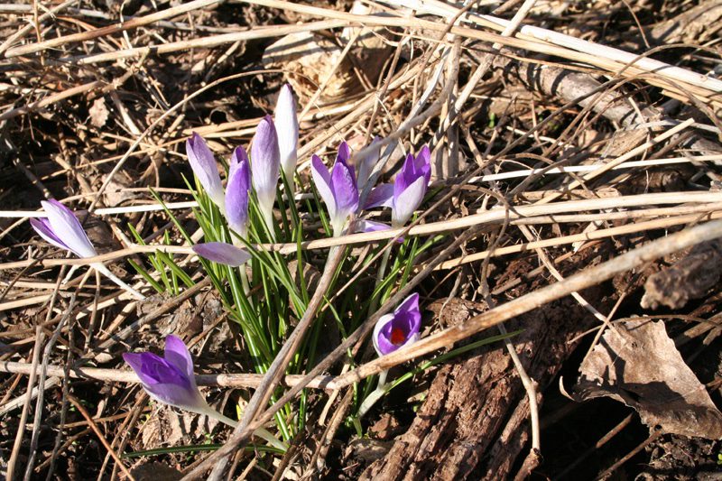 purple