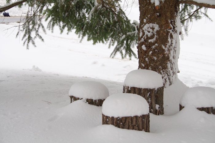 winter stumps