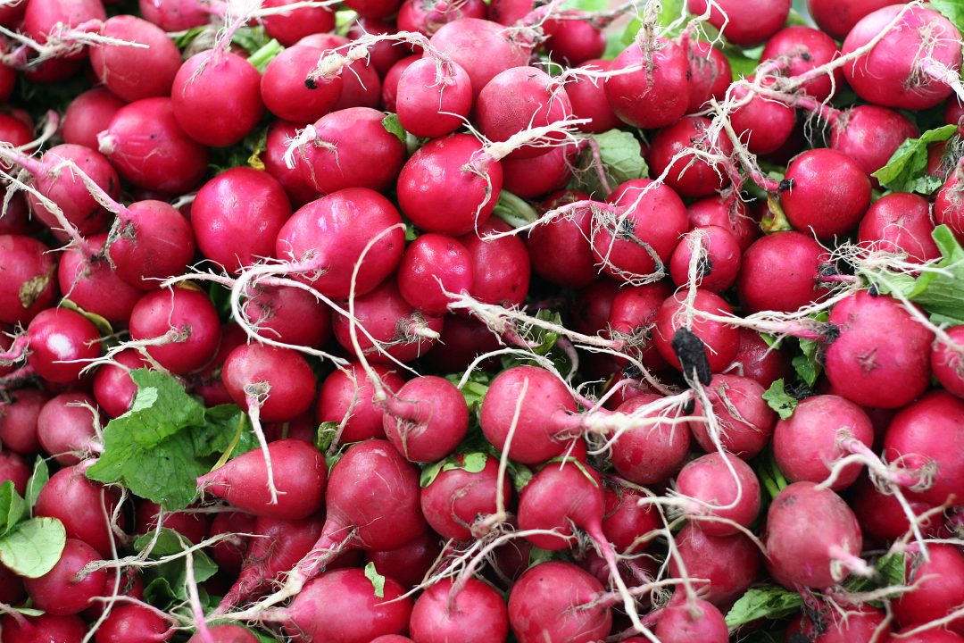 radishes